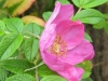 Rosa rugosa