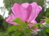 Rosa rugosa