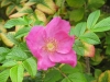 Rosa rugosa