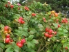 Rosa rugosa