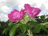 Rosa rugosa