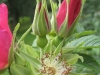 Rosa rugosa, auch Dünenrose genannt