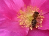 Biene auf Rose rugosa