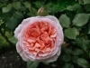 Abraham Darby®, David Austin 1985