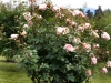 Abraham Darby®, David Austin 1985