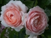 Ambridge Rose®, David Austin 1990
