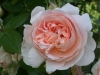 Ambridge Rose®, David Austin 1990
