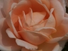 Ambridge Rose®, David Austin 1990