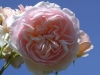 Apricot Parfait® - Syn. Evelyn®, David Austin 1991
