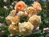 Crown Princess Margareta®, David Austin 1999
