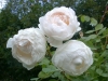 Glamis Castle®, David Austin 1992