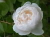 Glamis Castle®, David Austin 1992