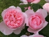 Kathryn Morley®, David Austin 1990