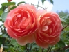 Pat Austin®, Syn. Ausmum®, David Austin 1995