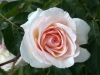 Perdita®, David Austin 1983