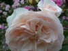 Perdita®, David Austin 1983