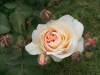 Perdita®, David Austin 1983
