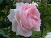 Sharifa-Asma®, David Austin 1989