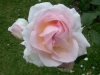 Sharifa-Asma®, David Austin 1989