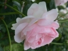 Sharifa-Asma®, David Austin 1989