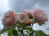 Sweet Juliet®, David Austin 1989