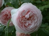 Sweet Juliet®, David Austin 1989