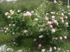 Sweet Juliet®, David Austin 1989