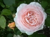 Sweet Juliet®, David Austin 1989