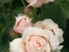 Troilus®, David Austin 1983