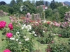 Blick über den Rosengarten auf dem Beutig