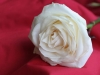 Karte-Rosen-24
