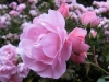 Karte-Rosen-28