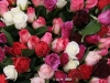 Karte-Rosen-03