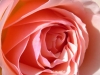 Karte-Rosen-04