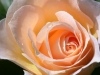 Karte-Rosen-05