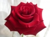 Karte-Rosen-09