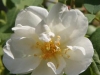 Karte-Rosen-12