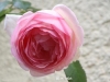 Karte-Rosen-13