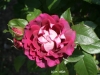 Karte-Rosen-17