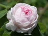 Karte-Rosen-19