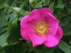 'Rosa virginiana'; Miller vor 1807 eingeführt