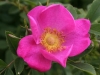 'Rosa virginiana'; Miller vor 1807 eingeführt