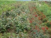 rosenfeld_0458