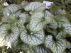 brunnera_macrophylla_kaukasus_vergissmeinnicht_6444