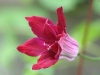 clematis_4274