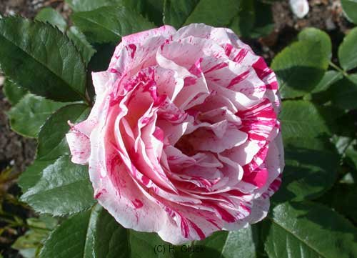 Scentimental, Züchter: Carruth, 1996, Floribunda-Rose