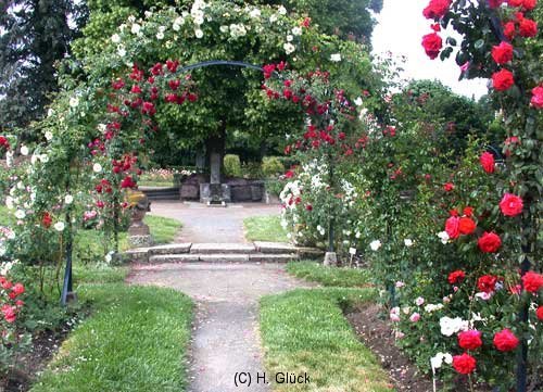 La Roseraie, der Rosengarten in Saverne
