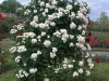 Bouquet Parfait, Züchter: Lens, 1989, Moschus-Rose (Hybride)