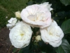 Bouquet Parfait, Züchter: Lens, 1989, Moschus-Rose (Hybride)