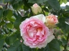 César, Züchter: Meilland 1993, Strauchrose